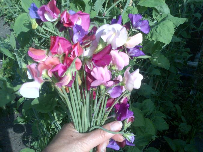 Picking Sweet-peas, The more you pick the more flowers that they produce 