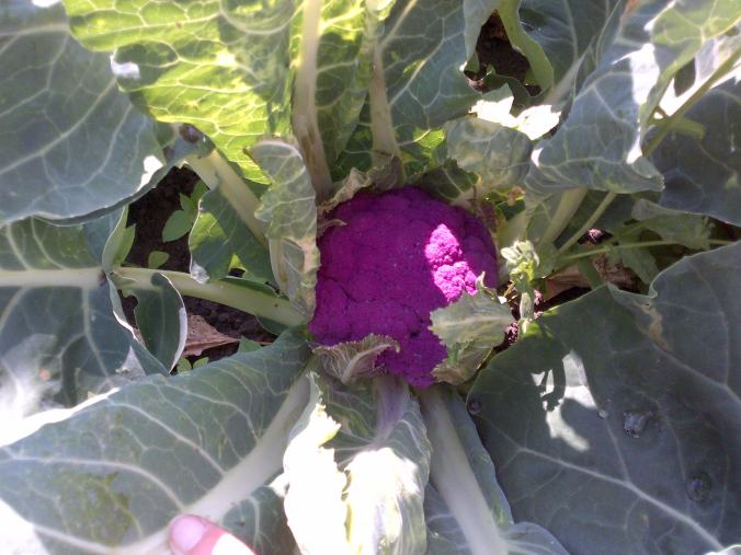Purple cauliflower 