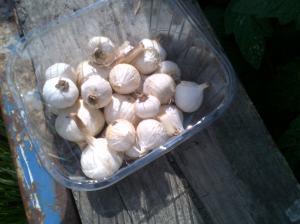 Garlic all cleaned and ready to use. 