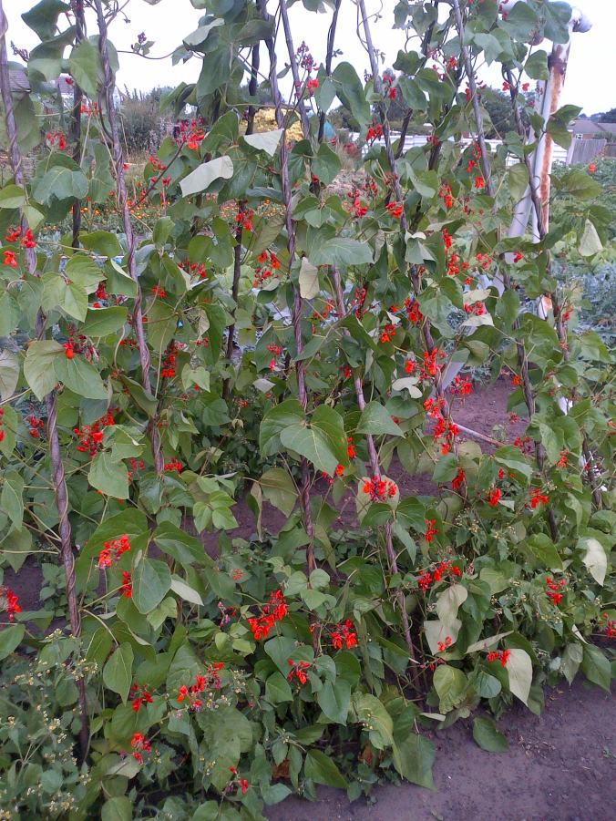 The Kidney beans are now if full flower and the bees and insects are doing their work 