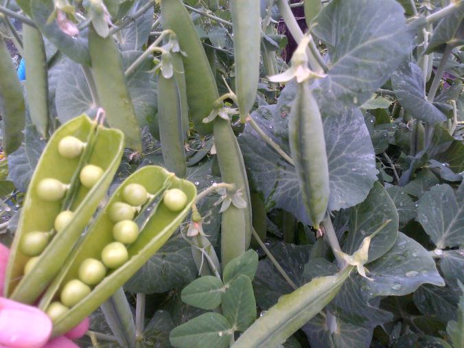 Today the Peas are ready. but I am leaving them so my Grandaughter can pick them when she comes at the weekend 