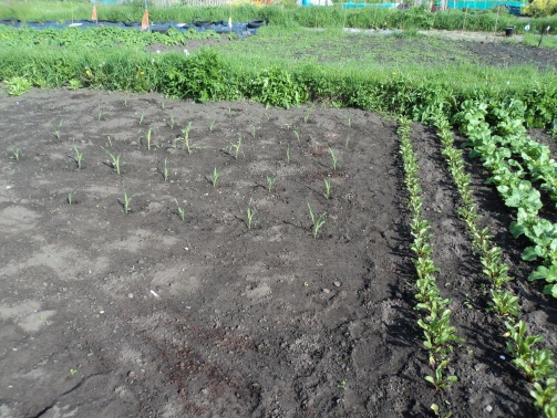 The sweetcorn now is in. 